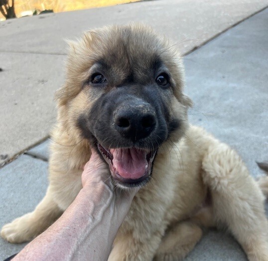 Baby Teddy 3