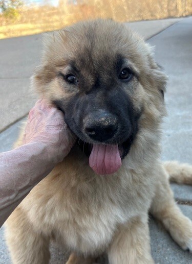 Baby Teddy 4