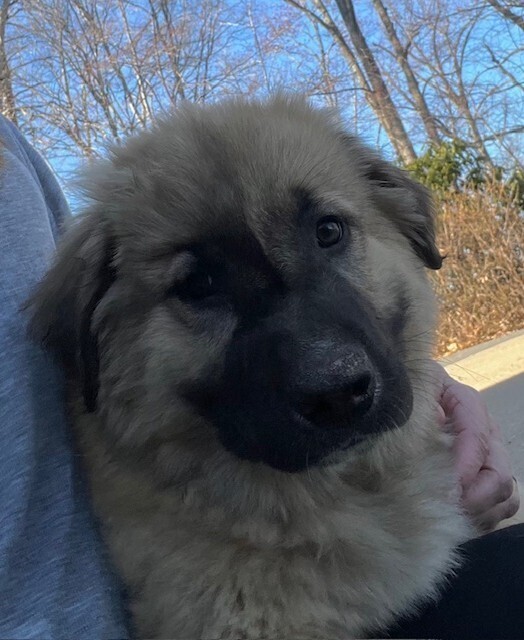 Baby Teddy 6
