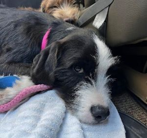 Pup Ebony