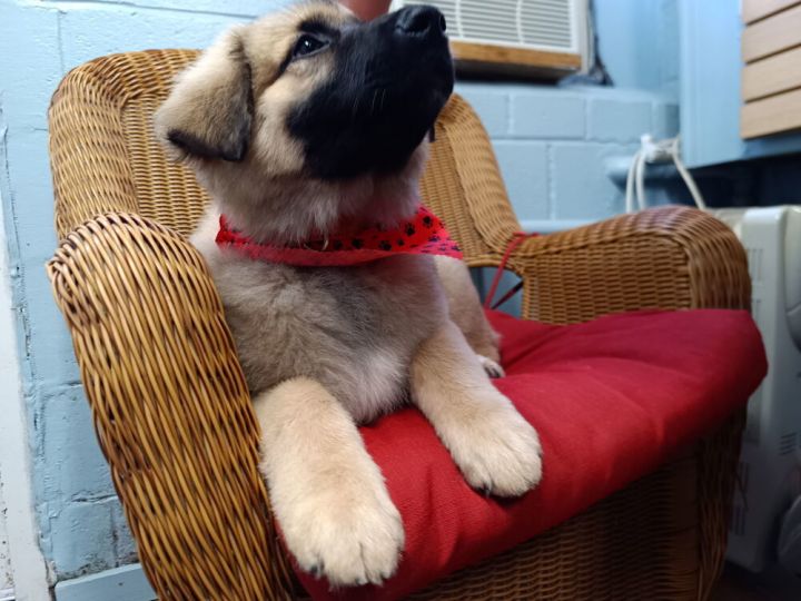 Baby Paddington 1