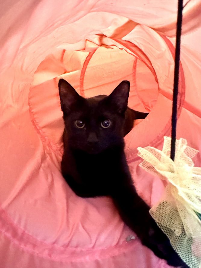 Luna