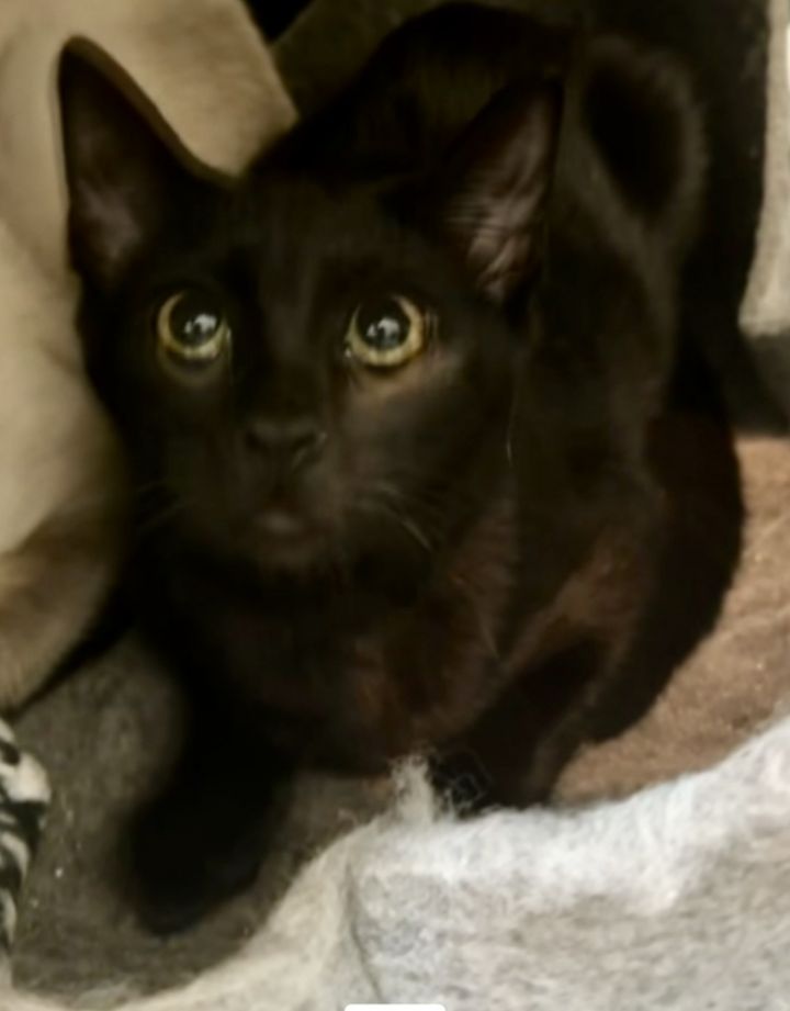 Luna 2