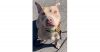 Good Boy photo 2