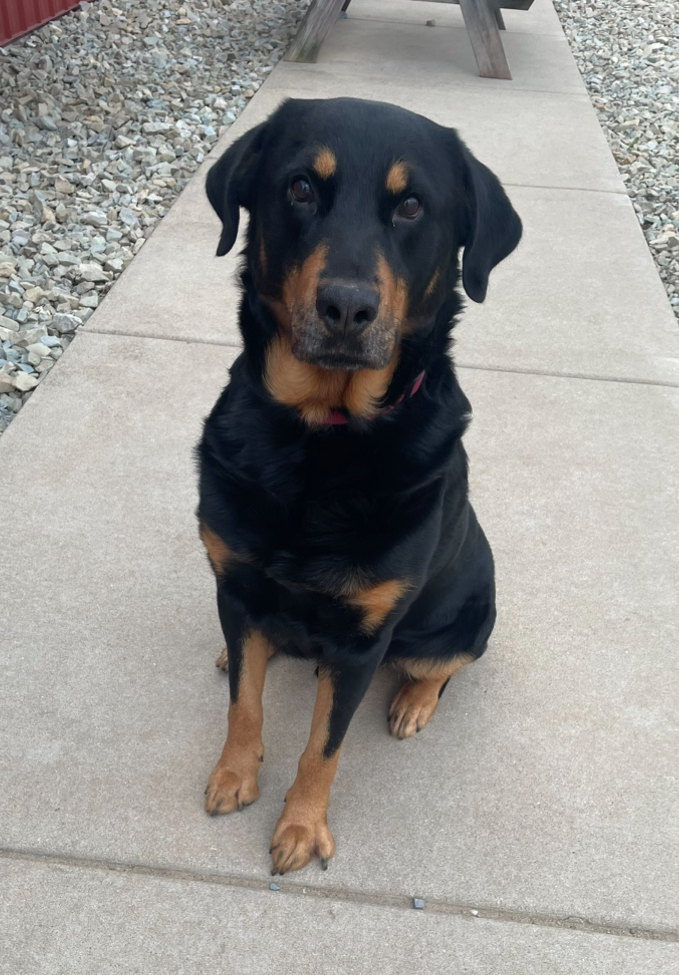 BUDDY 1