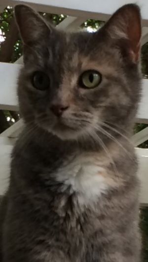 Kitty