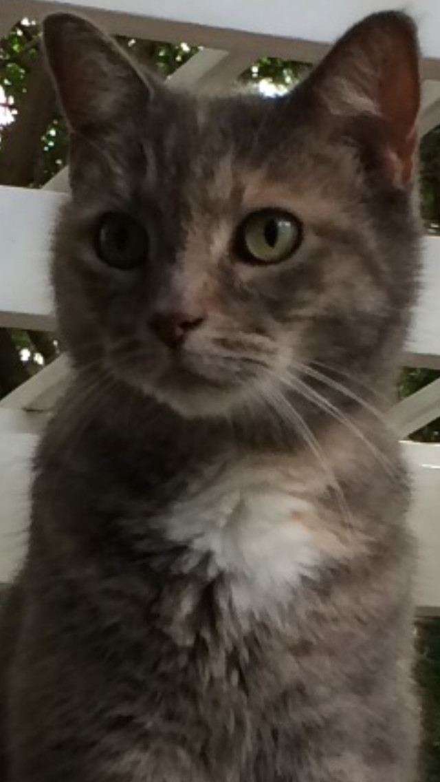 Kitty 1