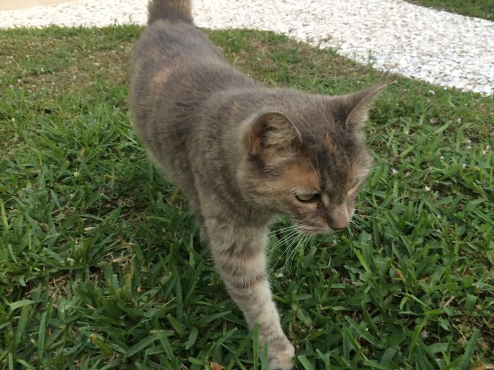 Kitty 2