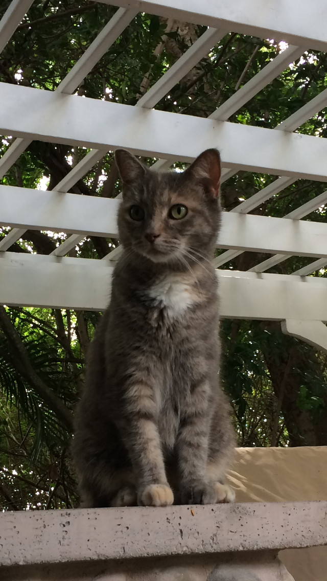 Kitty 3