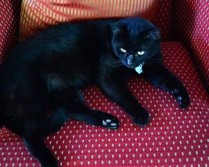 Mowgli