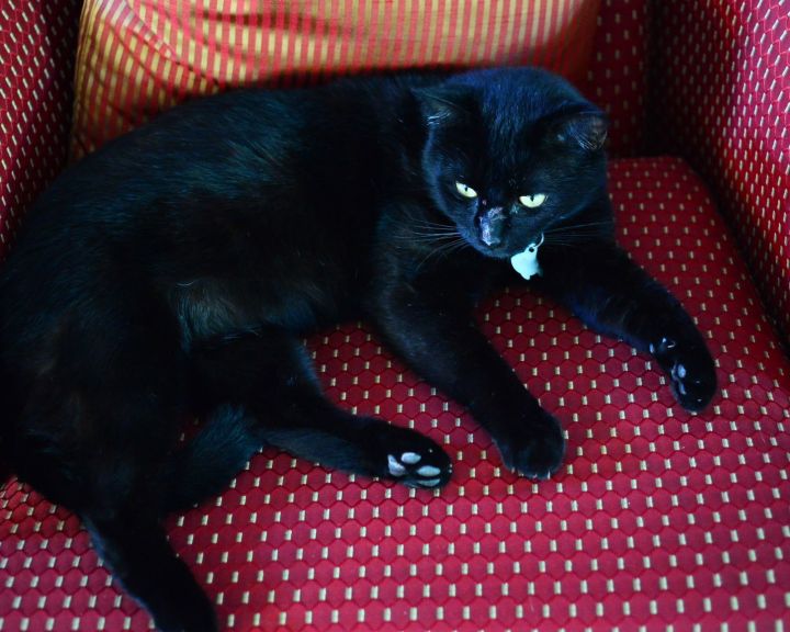 Mowgli 1