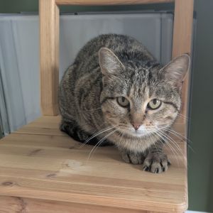 Sam, Adult Female unknown