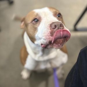 Cinnamon, Adult Female Terrier