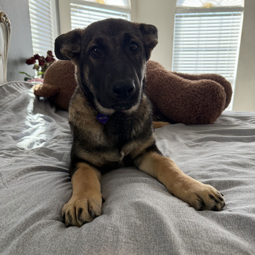 Mocha