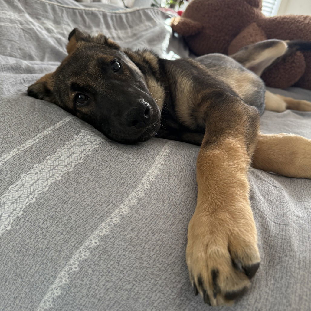 Mocha