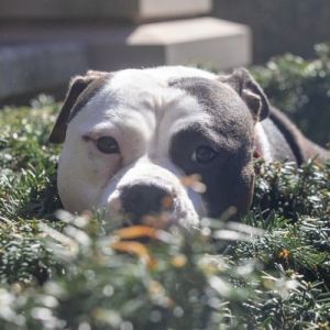 Desi Pit Bull Terrier Dog