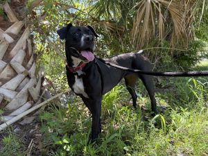 Rosie, Adult Female Black Labrador Retriever