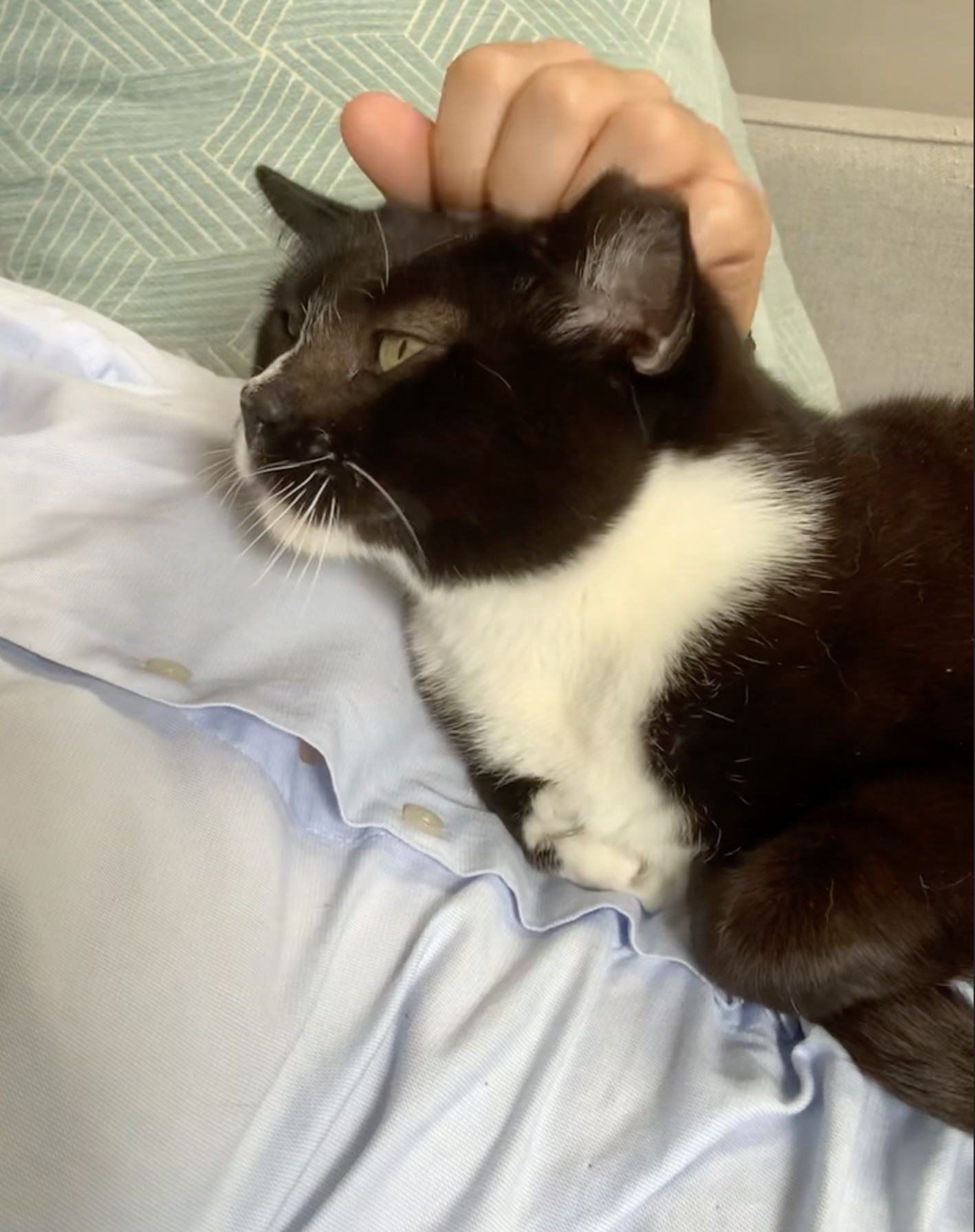 Beans Polydactyl!