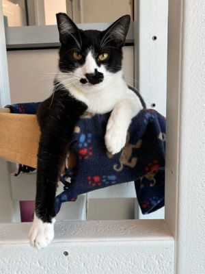 Sarama, Adult Male Domestic Short Hair