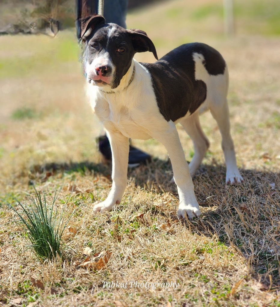 Heidi