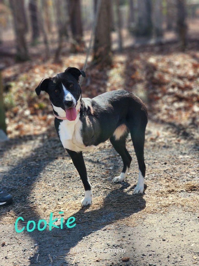 Cookie