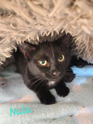Nala, Adult Female unknown