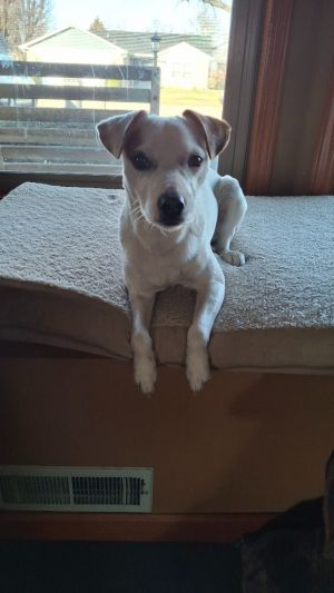 Eddie, Young Male Jack Russell Terrier