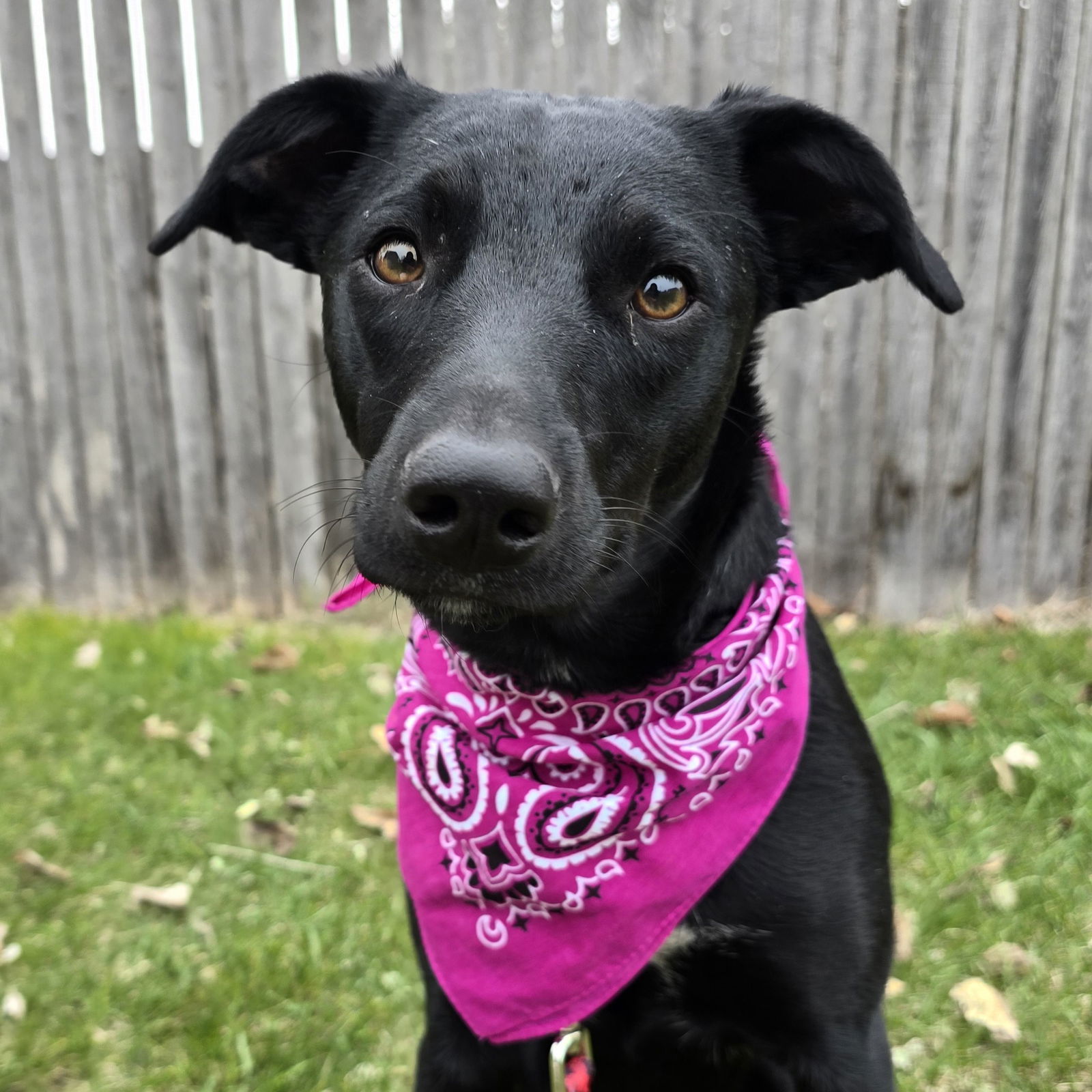 Zulee, an adoptable Terrier in Fargo, ND, 58103 | Photo Image 1
