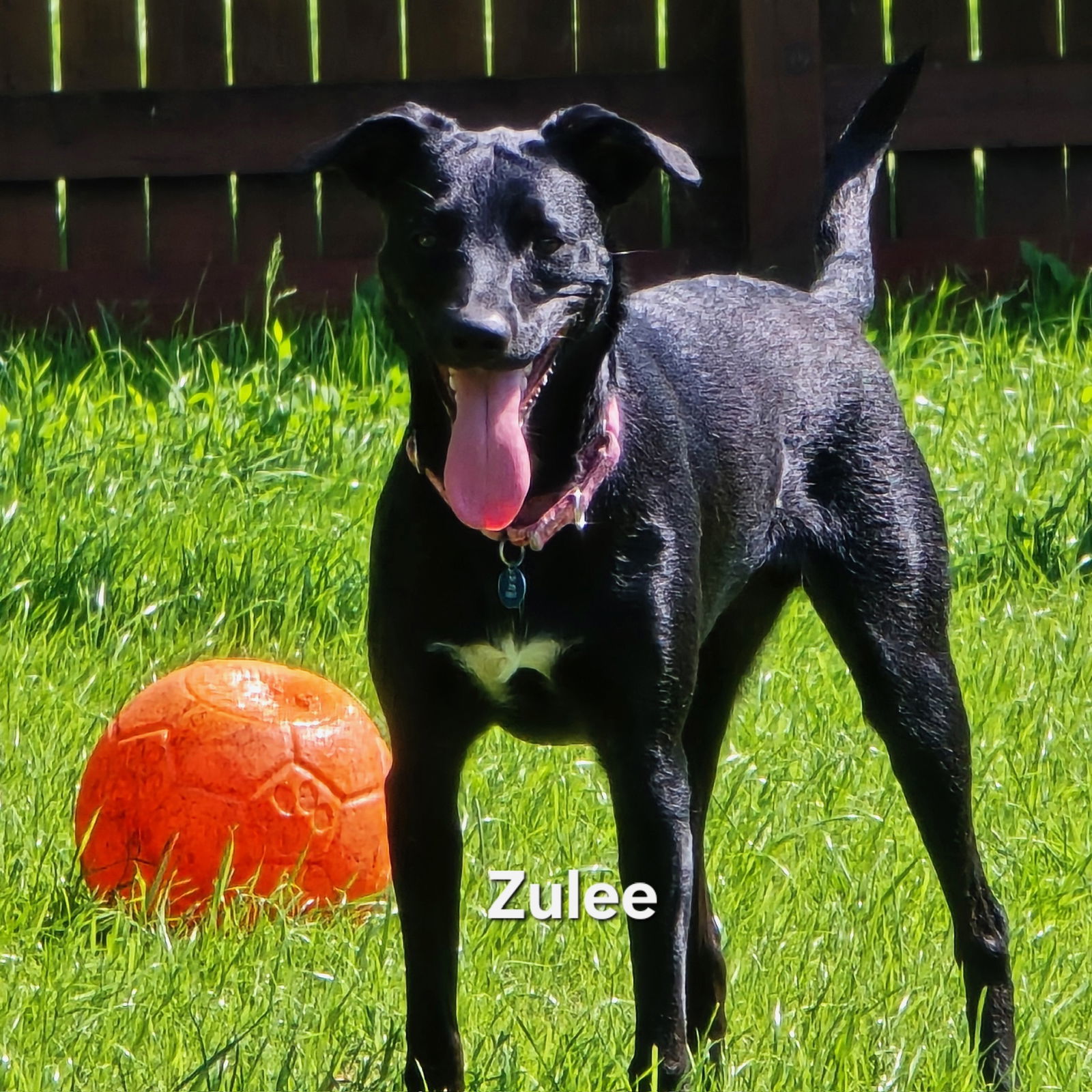 Zulee, an adoptable Terrier in Fargo, ND, 58103 | Photo Image 1