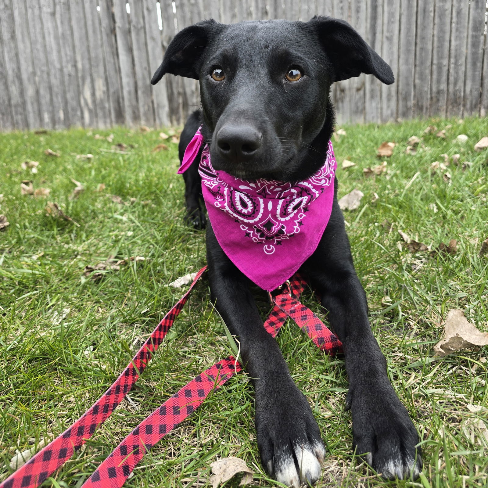 Zulee, an adoptable Terrier in Fargo, ND, 58103 | Photo Image 2