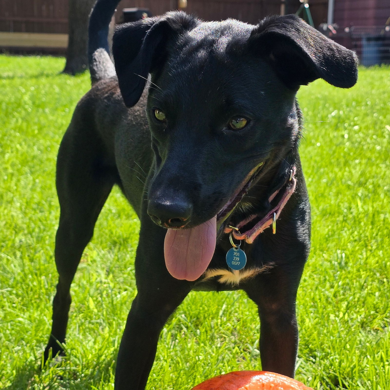 Zulee, an adoptable Terrier in Fargo, ND, 58103 | Photo Image 2