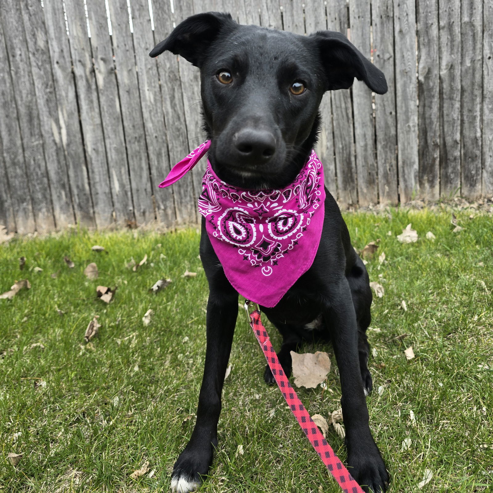Zulee, an adoptable Terrier in Fargo, ND, 58103 | Photo Image 3