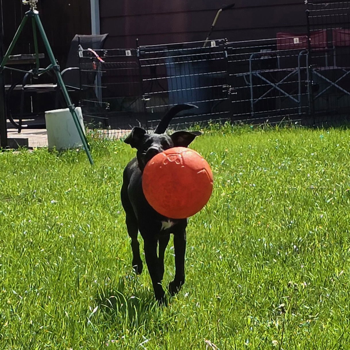 Zulee, an adoptable Terrier in Fargo, ND, 58103 | Photo Image 3