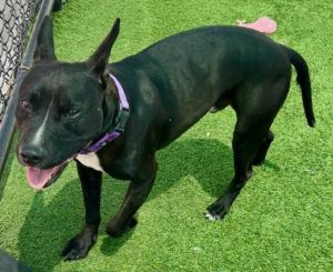 TRACER, Adult Male Pit Bull Terrier