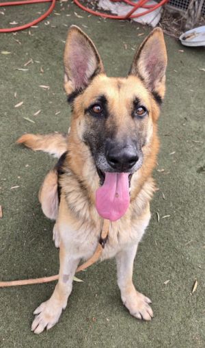 MARLEY German Shepherd Dog Dog