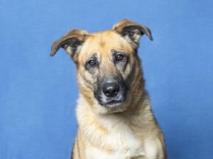 MANILLA German Shepherd Dog Dog