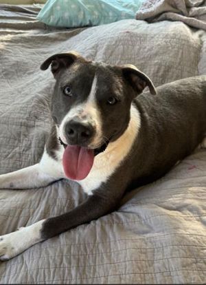 PRINCE, Young Male Staffordshire Bull Terrier