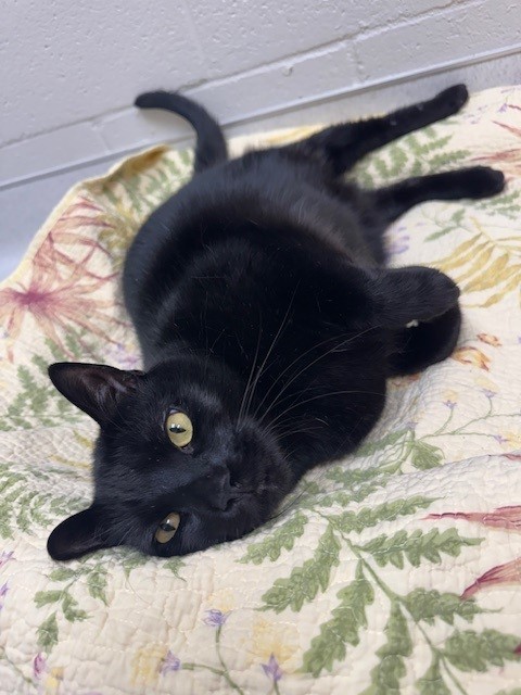 PANTHER