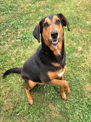 This animal was surrendered to the shelter by its previous owner Shawn has been neutered and microc
