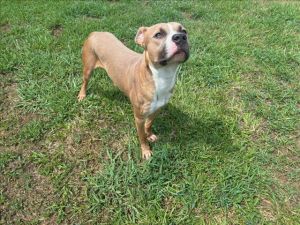 This animal was surrendered to the shelter by its previous owner due to no fault of his own Gage ha