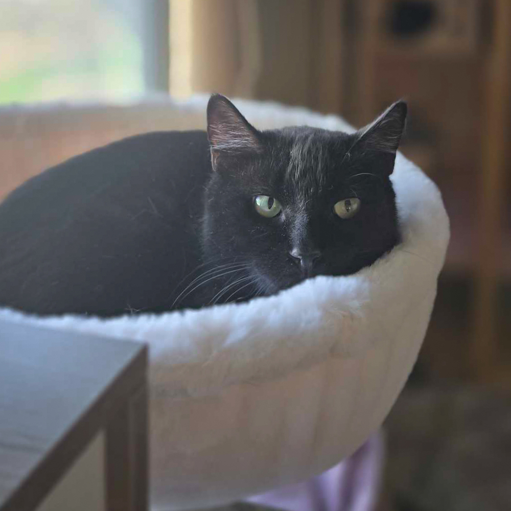 Nyxy