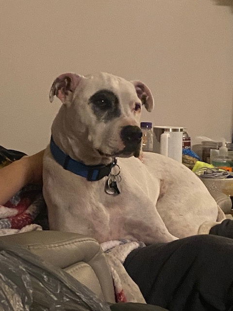 Courtesy Post: Petey