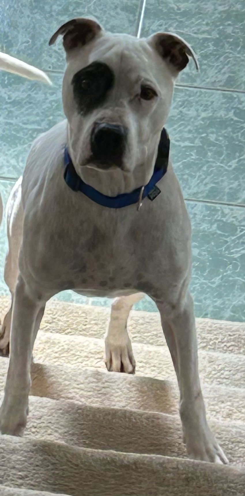 Courtesy Post: Petey