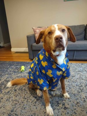 Joey, Adult Male Saint Bernard