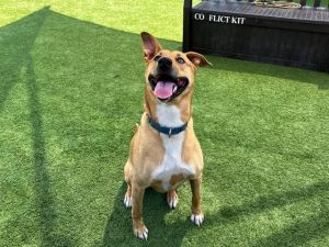 ELLA, Young Female German Shepherd Dog