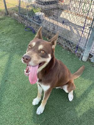 TONY, Young Male Siberian Husky