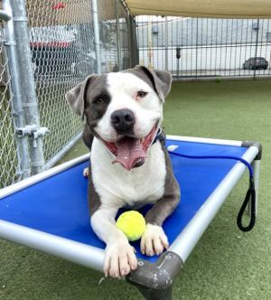REX Pit Bull Terrier Dog