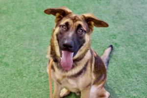 ROCKY, Young Male German Shepherd Dog