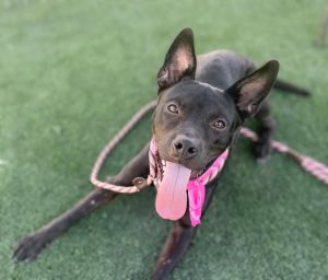 PRINCESS, Adult Female Pit Bull Terrier