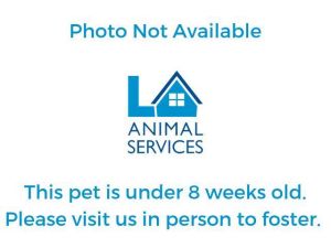 A2155610 Domestic Short Hair Cat